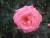 La jolie rose